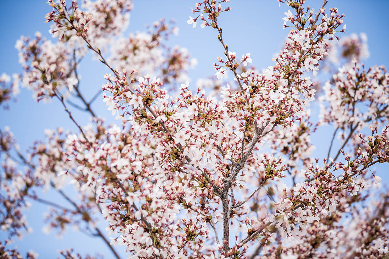 blooms