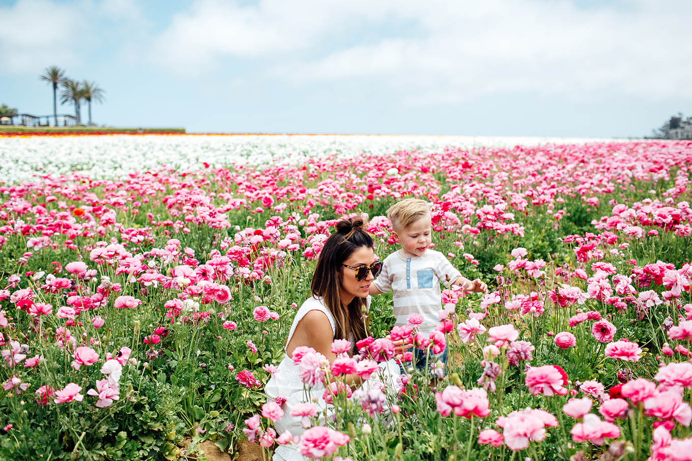 Pretty Flower Fields 