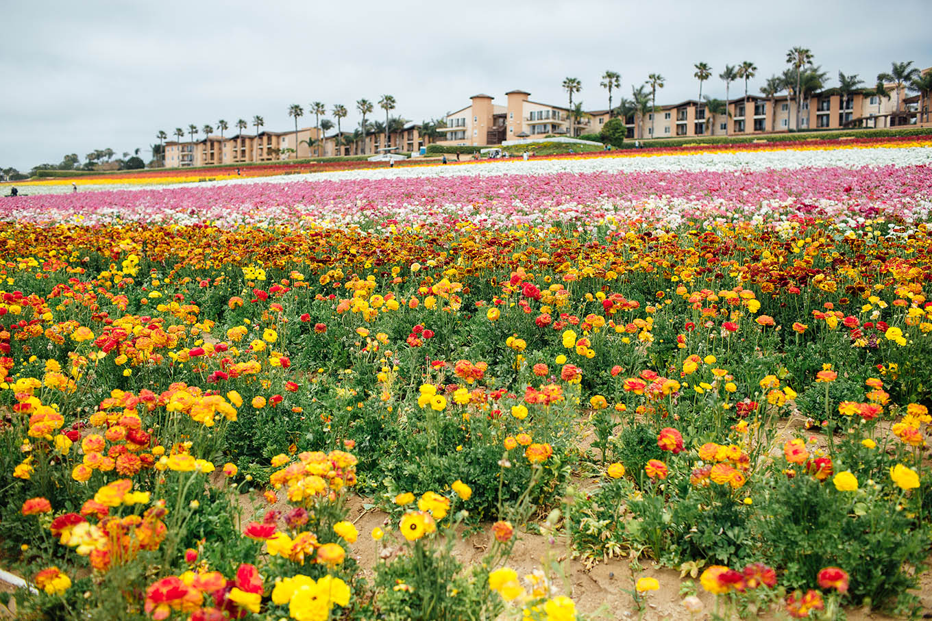 Prettiest Flower Field in the US