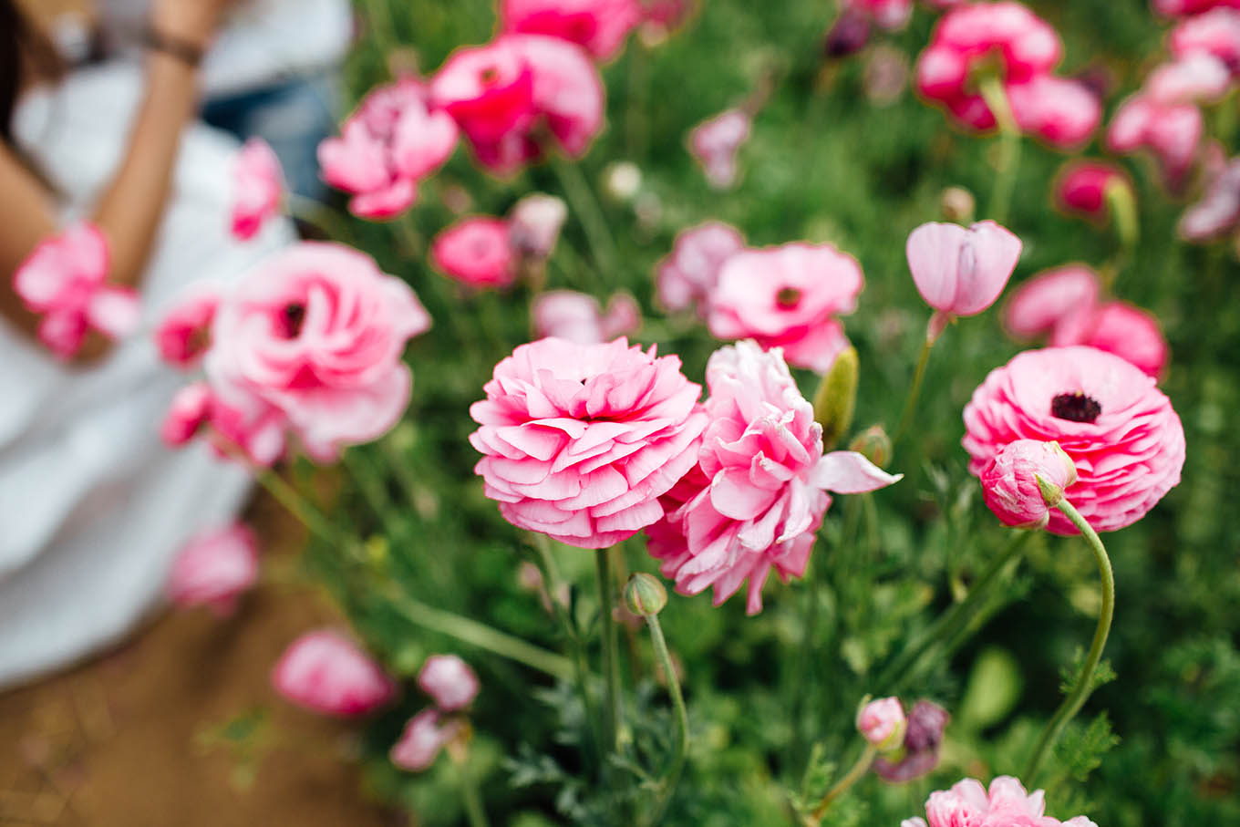 Pink Ranunculus Carlsbad Flower Fields