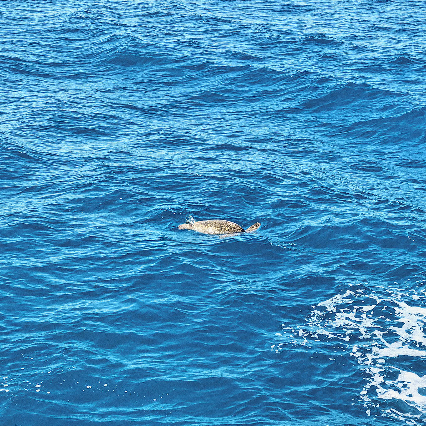 serendipity snorkeling tour Oahu