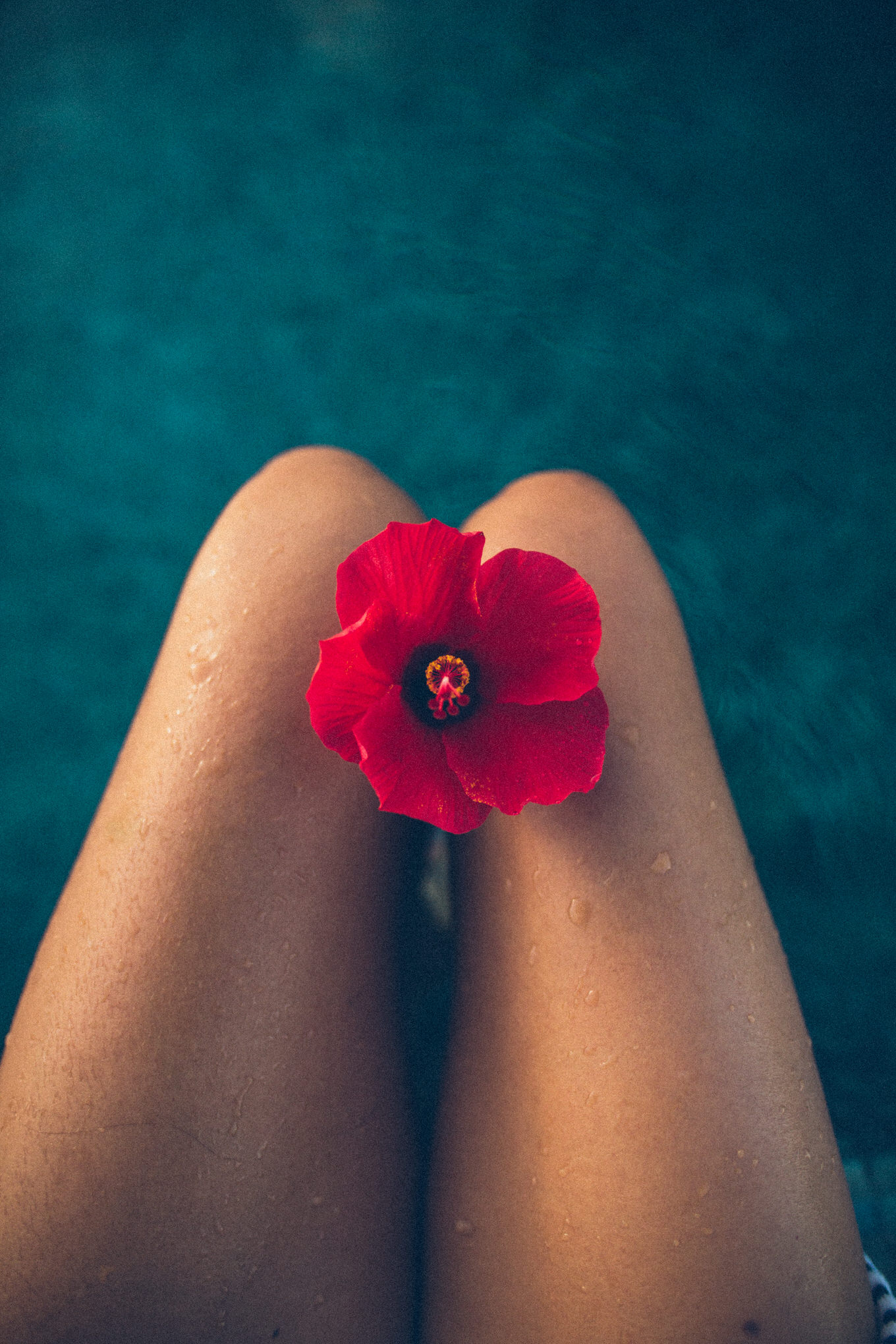 hibiscus flower with water