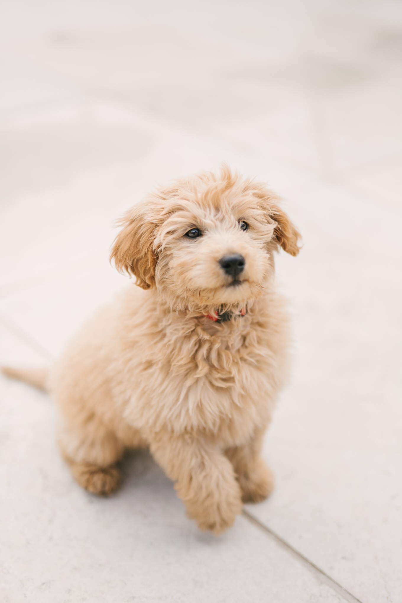 goldendoodle puppy