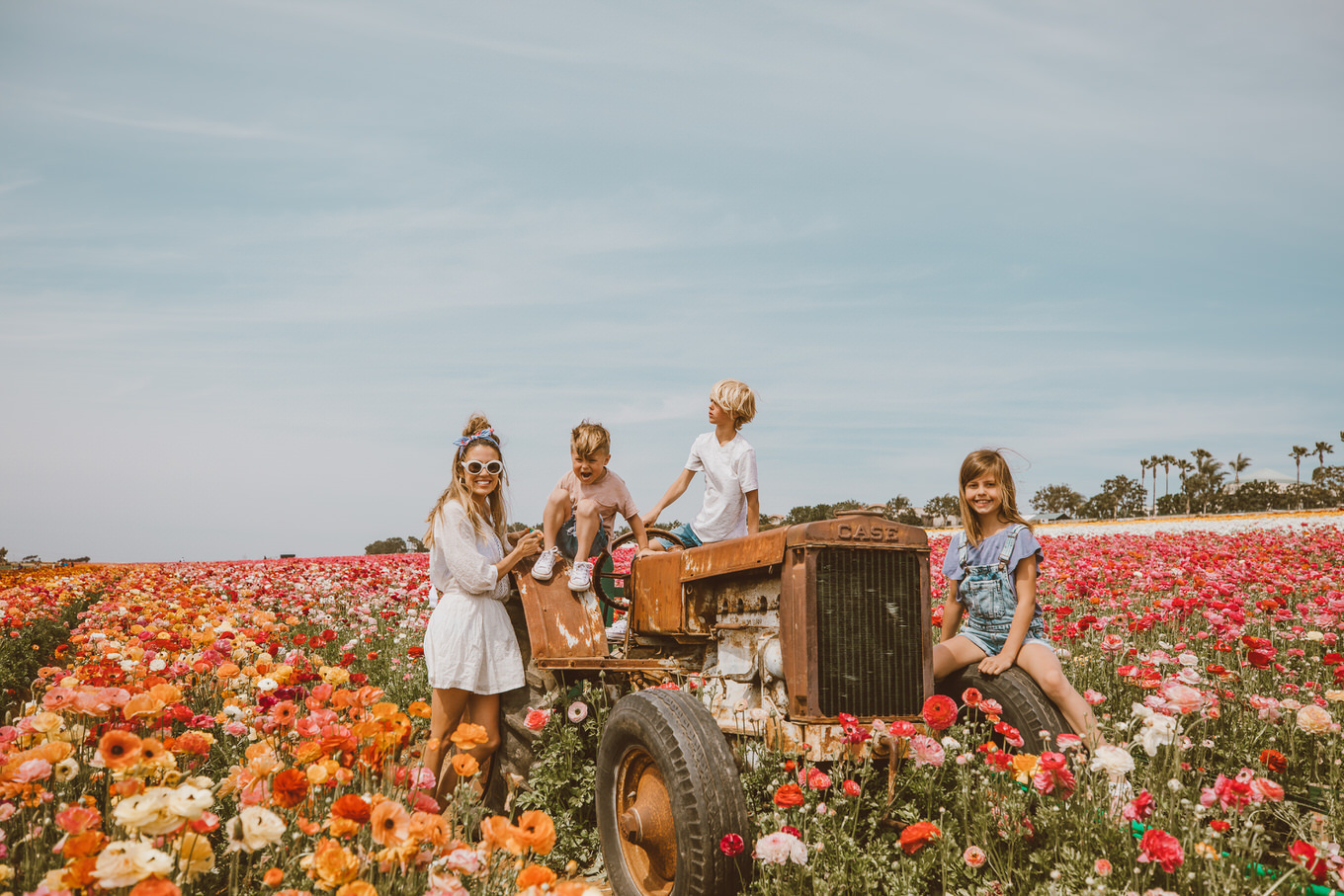 california flower fields