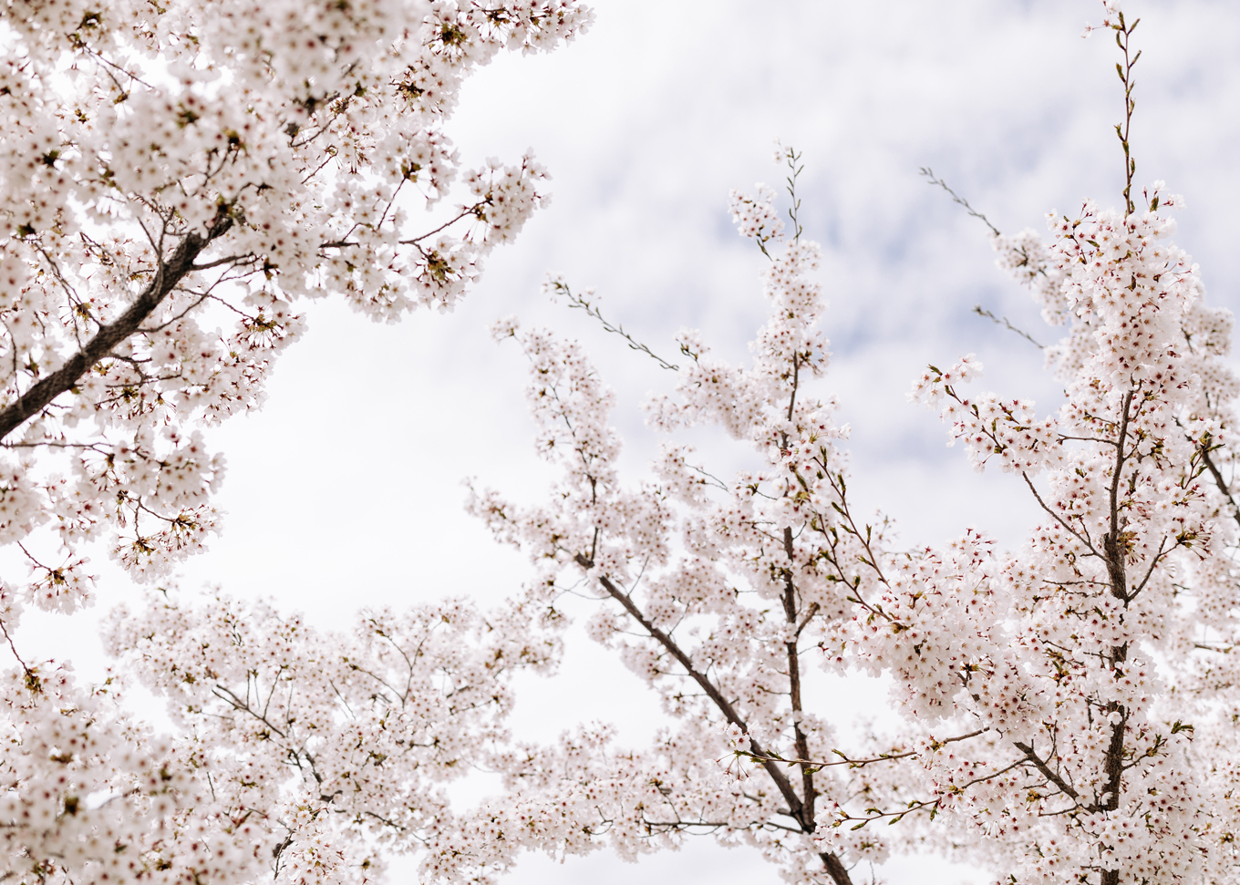 utah cherry blossoms