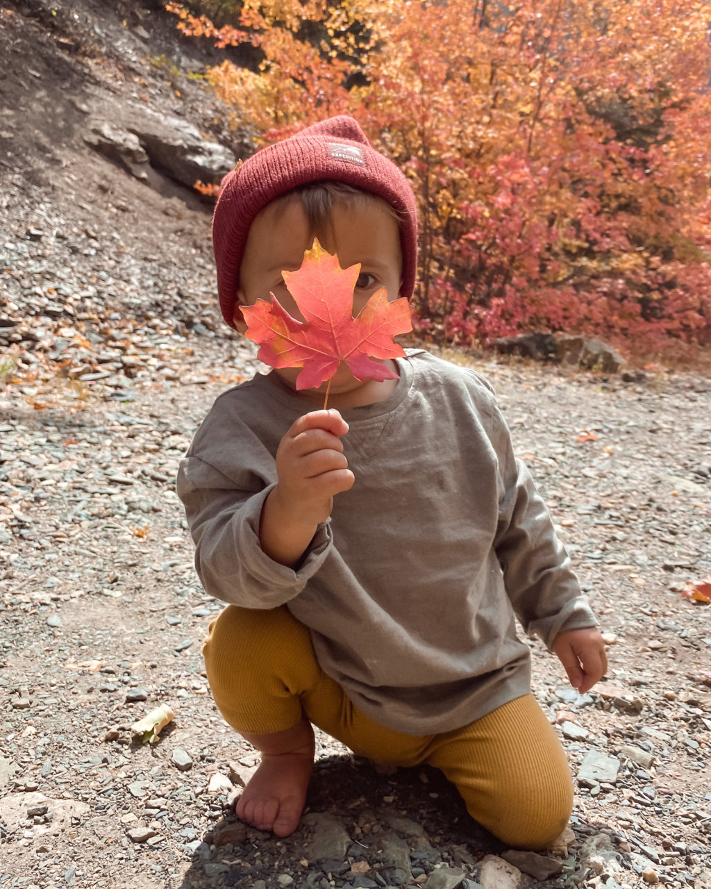 ollie andrew fall