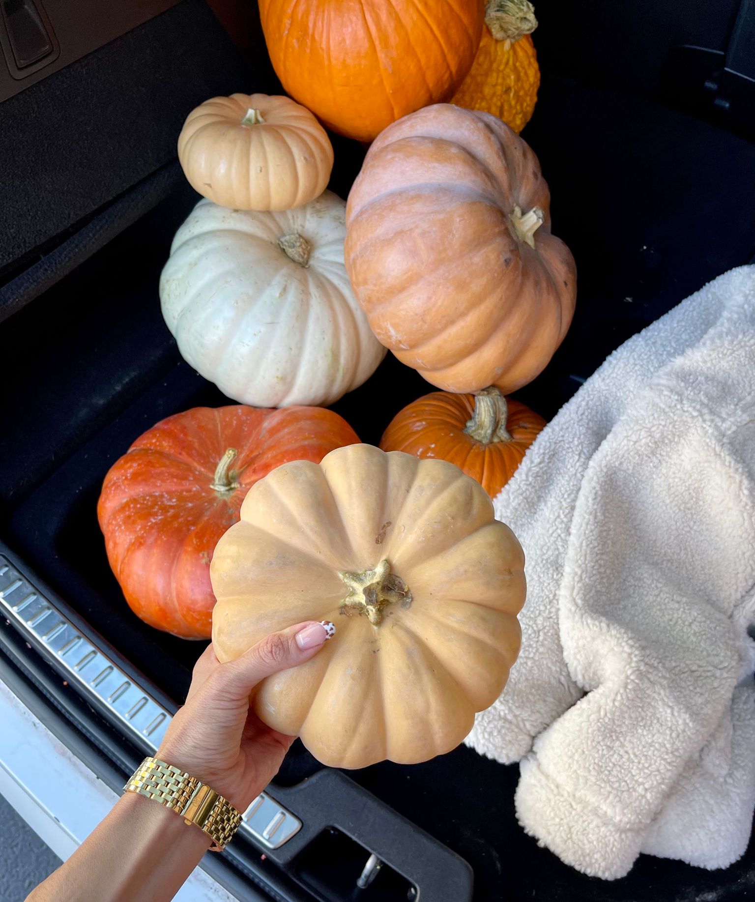 fall pumpkins